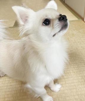 上げるチワワ チワワ,見上げる,全身の写真素材