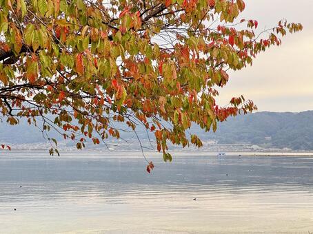 紅葉 紅葉,桜,秋の写真素材