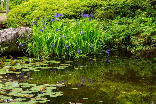 Photo, early summer, flower, rustling butterfly, 