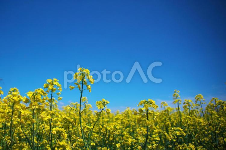 絶景の菜の花畑 菜の花,菜の花畑,花の写真素材