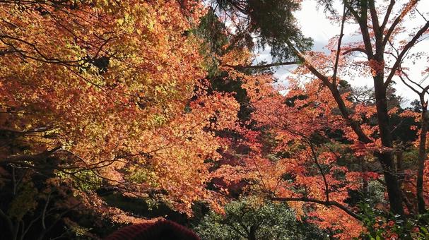 紅葉 紅葉 紅葉,秋,夕暮れの写真素材