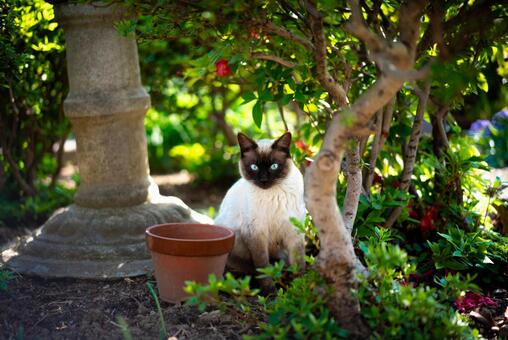 木陰のシャム猫、青い瞳が輝く 猫,シャム猫,動物の写真素材