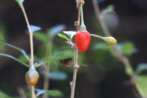クコの実 植物,薬木,くこの木の写真素材