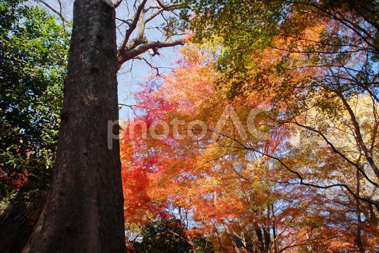 小石川後楽園 小石川後楽園,紅葉,植物の写真素材