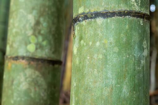 Photo, bamboo shoots, bamboo grass, bamboo, 