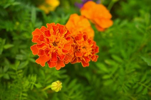 マリーゴールドはあいみょん マリーゴールド,フラワー,菊の写真素材