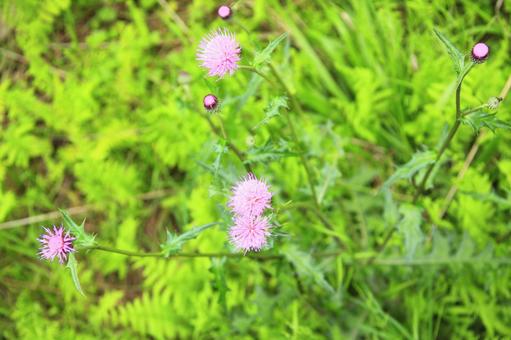 Photo, thistle, a thistle, small, 