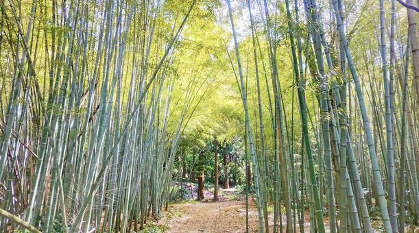 竹林のイメージ 竹林,竹藪,竹の写真素材