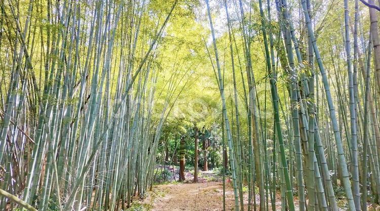 竹林のイメージ 竹林,竹藪,竹の写真素材