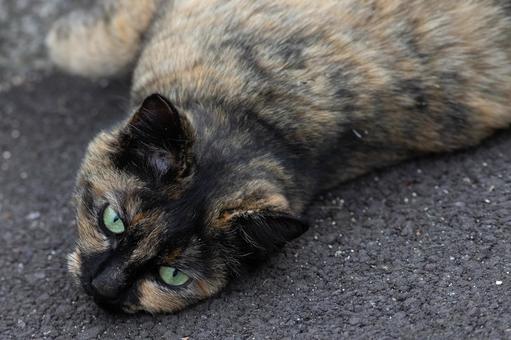 猫 猫の写真