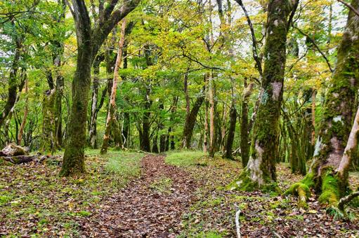 山への誘い。 山への誘い。 木,山,木々の写真素材