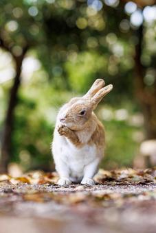 大久野島の兎 大久野島の兎 うさぎ,大久野島,野生動物の写真素材