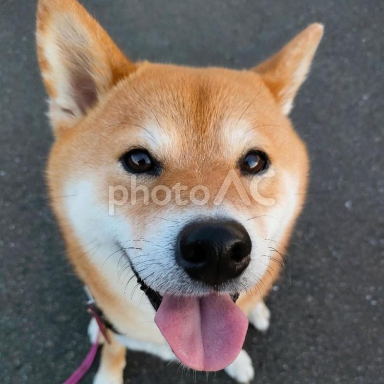 笑顔の柴犬くるみです！ 犬,柴犬,shibainuの写真素材