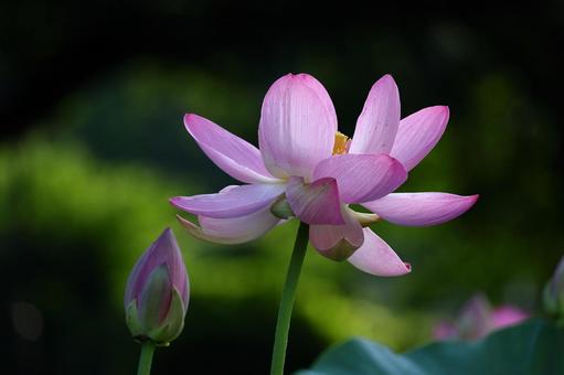 神聖な花 神聖な花 ハス,花,ハス科の植物の写真素材
