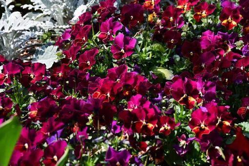 パンジーの写真