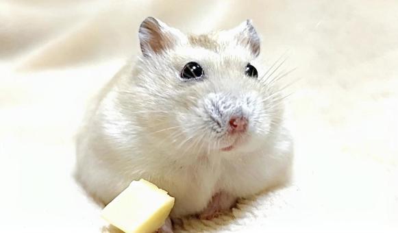 Cheese and Yellow Djungarian, JPG