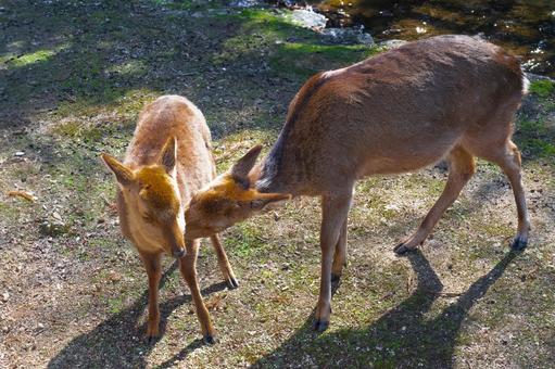 安芸の宮島の親子鹿 安芸の宮島の親子鹿 神の使い,日本三景,安芸の宮島の写真素材