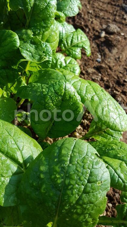 家庭菜園　野菜　ほうれん草 葉,何人もありません,植物の写真素材