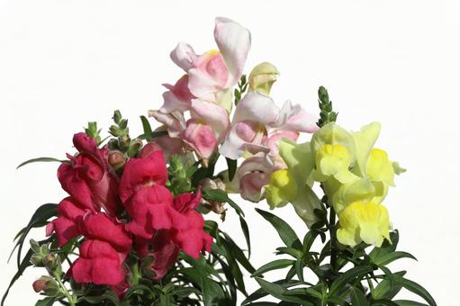 金魚草 植物,草花,花びらの写真素材