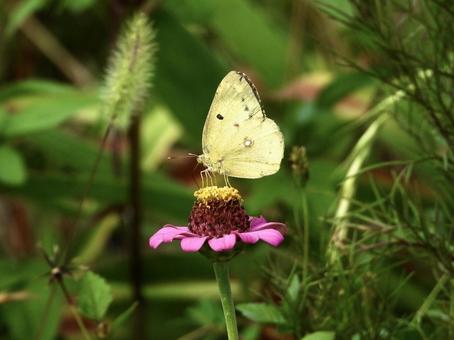 花の蜜を吸うチョウ 花の蜜を吸うチョウの写真