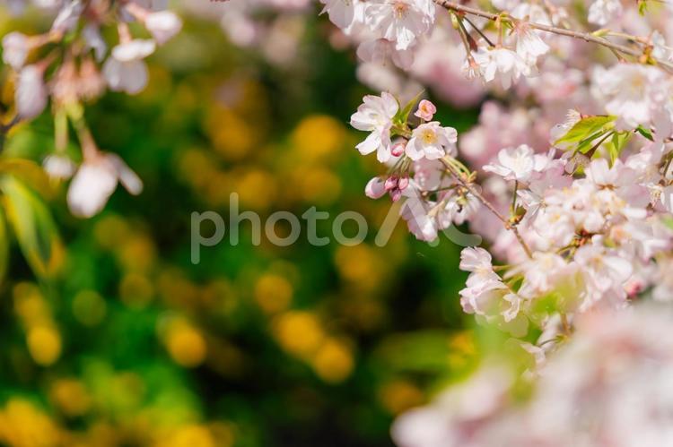 桜と黄色の花２ 桜,満開,花の写真素材