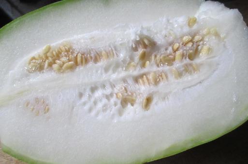 冬瓜 冬瓜,トウガン,野菜の写真素材