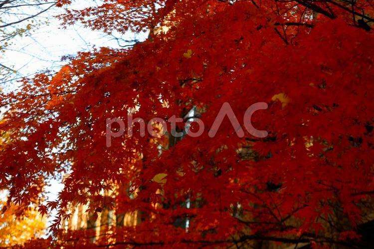 東大構内のもみじ 秋,12月,秋の風景の写真素材