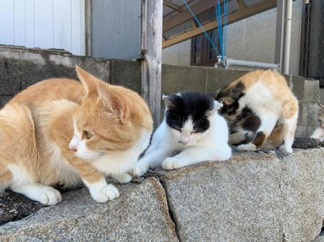 集まるネコ達 集まるネコ達 ネコ,動物,生き物の写真素材