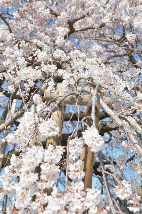 しだれ桜 しだれ桜,桜,花の写真素材