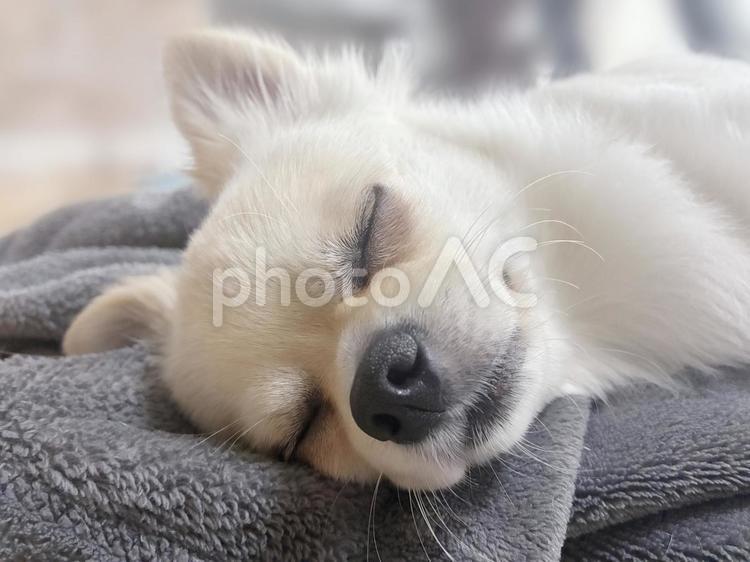 チワワの寝顔のアップ チワワ,寝顔,室内犬の写真素材