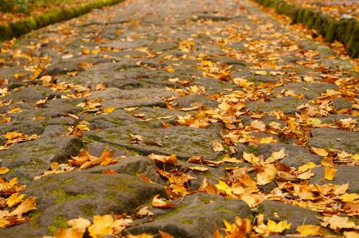 大山の登山道の黄色い落ち葉6　紅葉素材 もみじ,紅葉,葉の写真素材