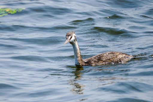カンムリカイツブリの若鳥⒁ カンムリカイツブリの若鳥⒁の写真