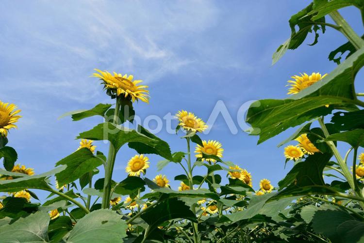 ひまわり畑の満開のひまわり ひまわり,日本の写真素材