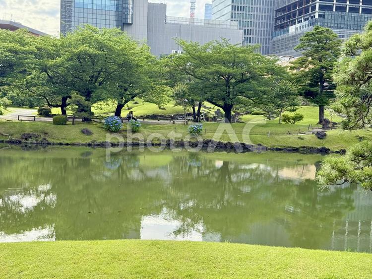 6月　旧芝離宮恩賜庭園 水たまり,マツ,アジサイの写真素材