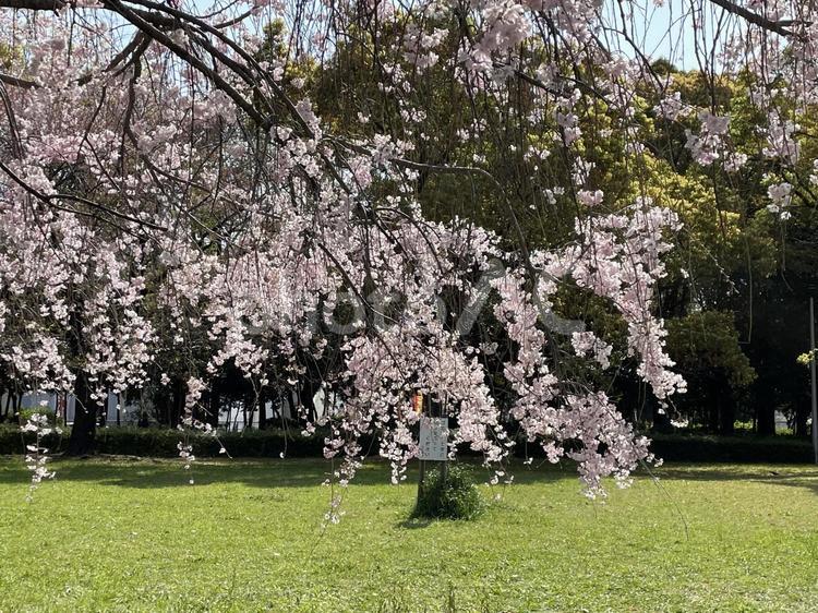 大江川緑地のしだれ桜 さくら,桜,サクラの写真素材