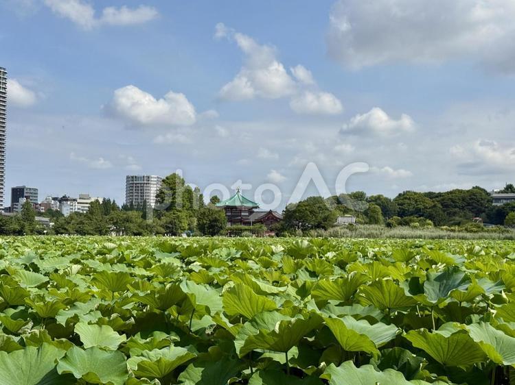 開花直前の不忍池の蓮池 葉っぱ,夏空,梅雨明けの写真素材