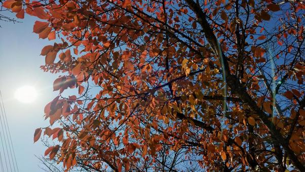 紅葉 秋,葉,枝の写真素材