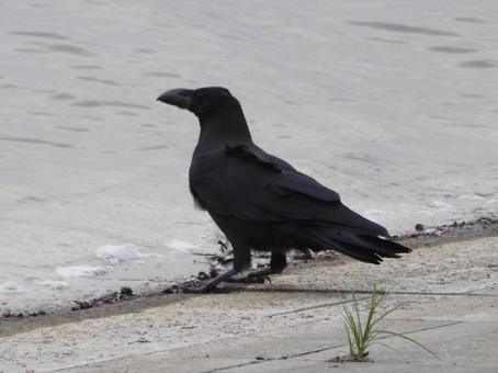 水辺のカラス カラス,鳥,烏の写真素材