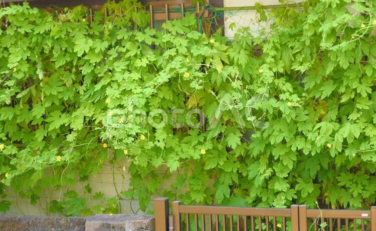 真夏の日差し避けに植えたゴーヤ 青葉,若葉,青空の写真素材