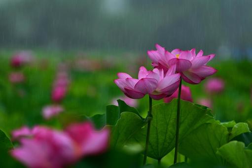 Photo, 빗방울, 드롭, 수생 식물, 