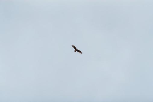 A black kite gracefully flying through the sky, JPG