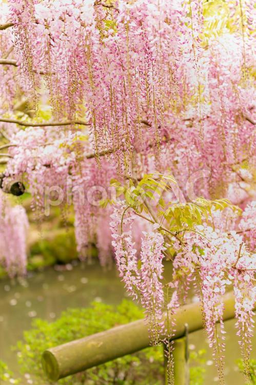 奈良　春日大社の藤の花1 藤,藤の花,ふじの写真素材