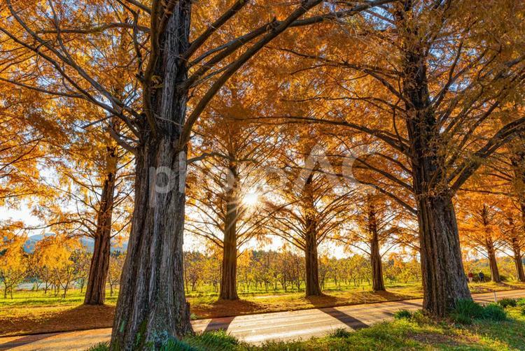 メタセコイア並木 メタセコイア,並木,紅葉の写真素材