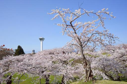 五稜郭公園の桜 桜,五稜郭タワー,さくらの写真素材