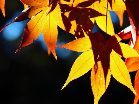 紅葉（筑波山） 紅葉,秋,10月の写真素材
