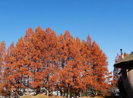 メタセコイアの紅葉 紅葉,メタセコイア,赤の写真素材