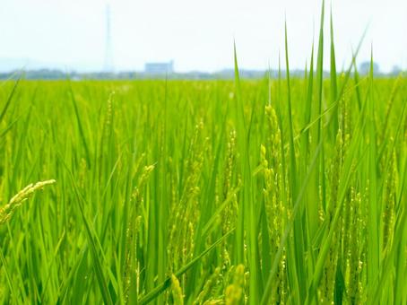 夏の田園風景 夏の田園風景の写真