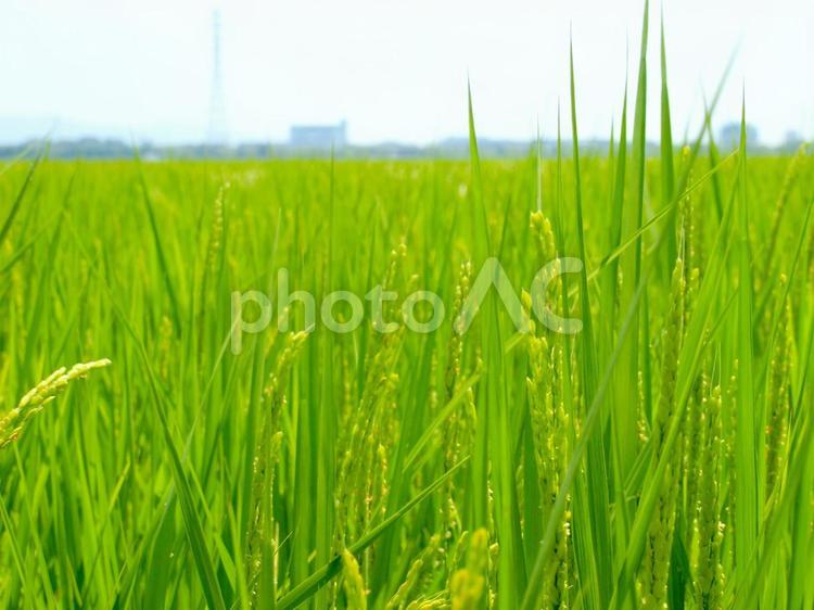 夏の田園風景 田園,田んぼ,米不足の写真素材