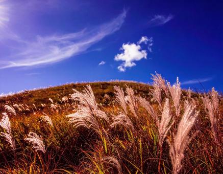青空と雑草の原っぱ 青空と雑草の原っぱの写真