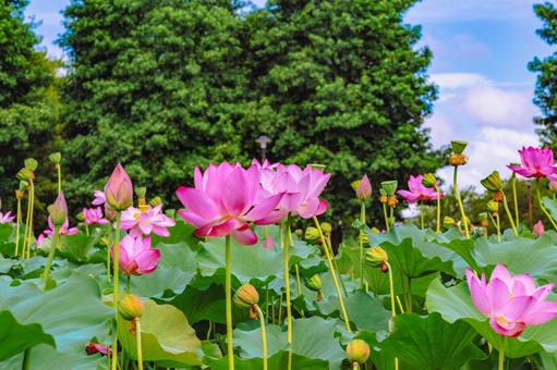 古代ハスと水滴ー85 古代ハスと水滴ー85 古代ハス,蓮,ハスの花の写真素材
